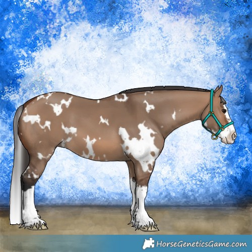 Horse Color:White Spotted Brown Dun Splash 