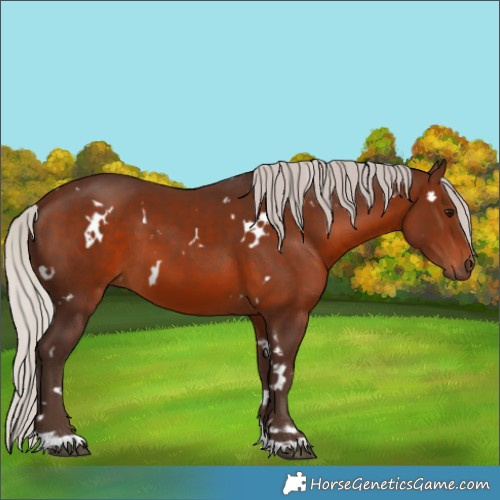 Horse Color:White Spotted Silver Brown