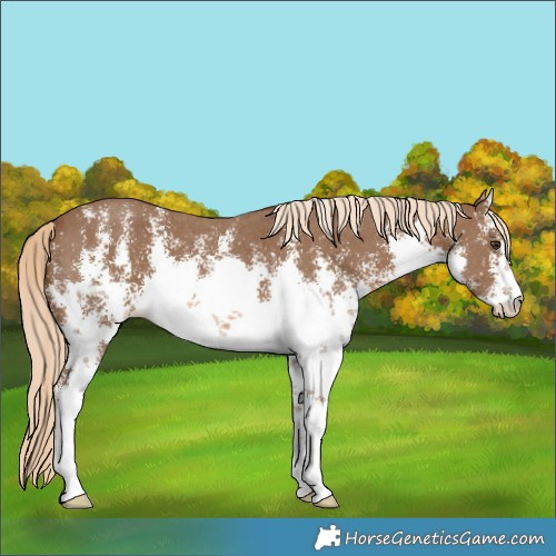 Horse Color:White Spotted Chocolate Palomino Sabino 