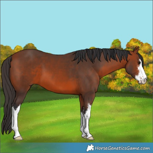 Horse Color:White Spotted Bay 