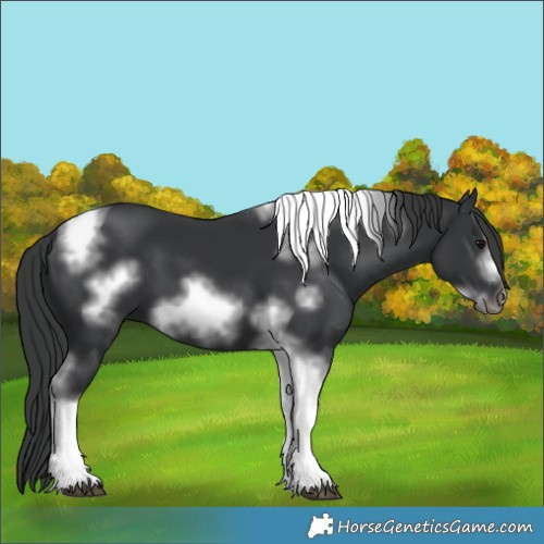 Horse Color:Black Tobiano Frame 