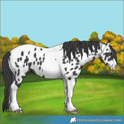 Horse Color:Black Tobiano Appaloosa 