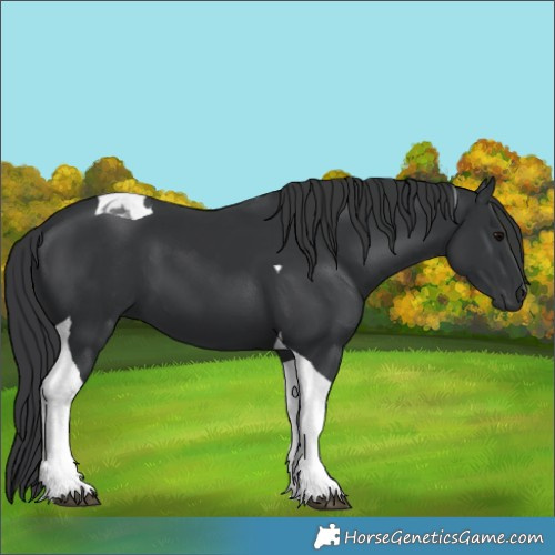 Horse Color:Black Tobiano 
