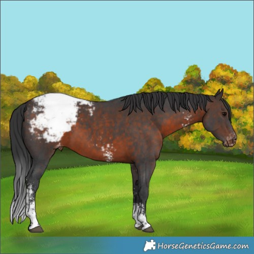 Horse Color:Brown Sabino Snowcap 