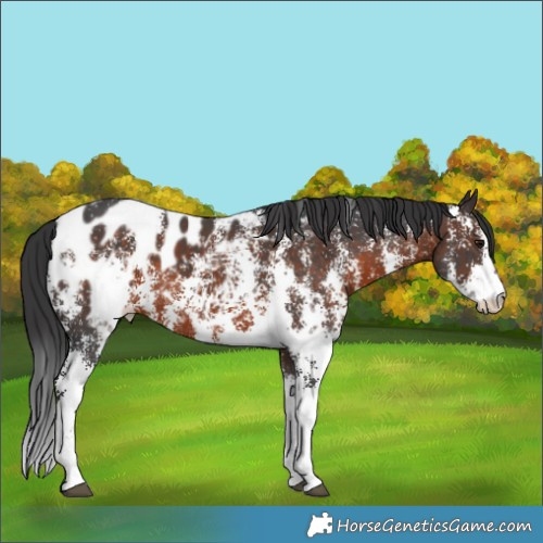 Horse Color:Brown Sabino Appaloosa 