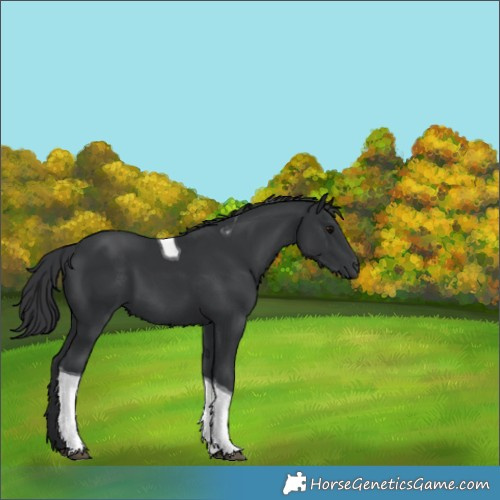 Horse Color:Black Tobiano 