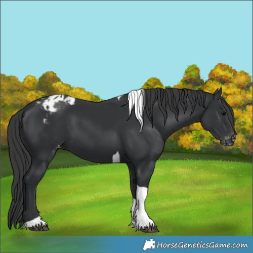Horse Color:Black Tobiano Appaloosa 