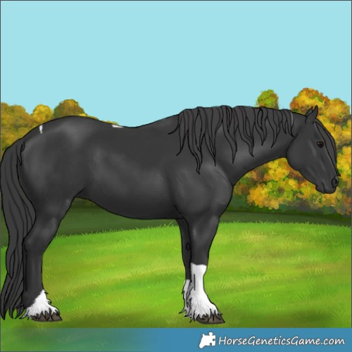 Horse Color:Black Tobiano 