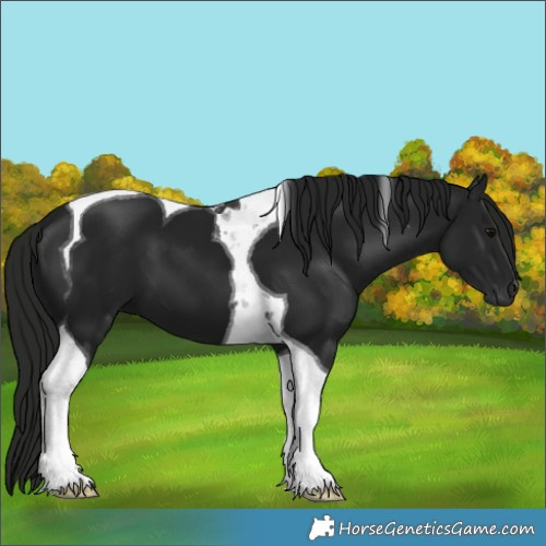 Horse Color:Gray Black Tobiano 