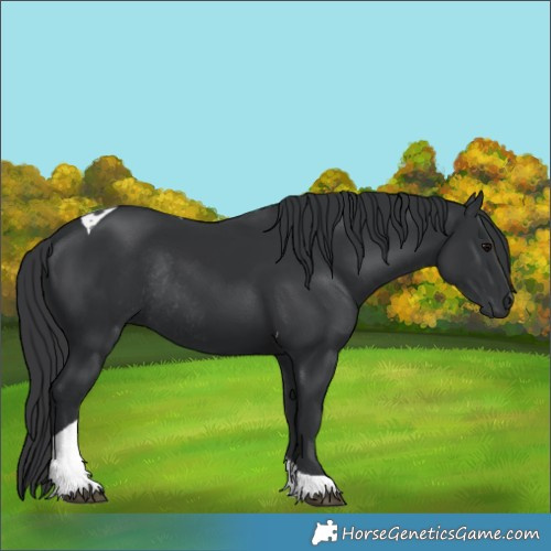 Horse Color:Black Tobiano Rabicano