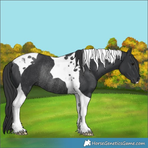 Horse Color:Black Tobiano Rabicano 