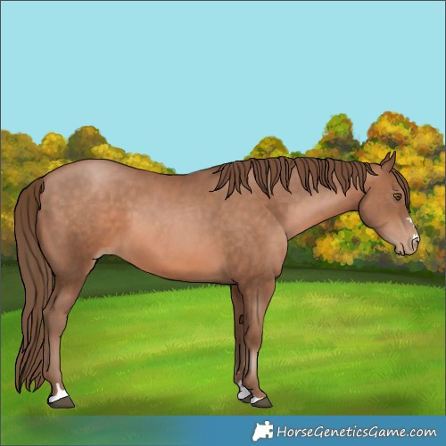Horse Color:Brown Pearl 