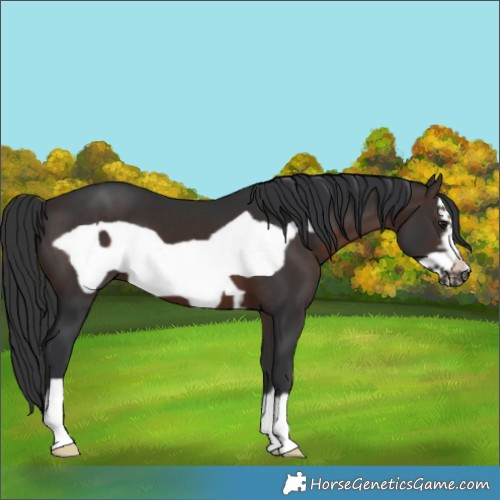 Horse Color:Brown Frame 