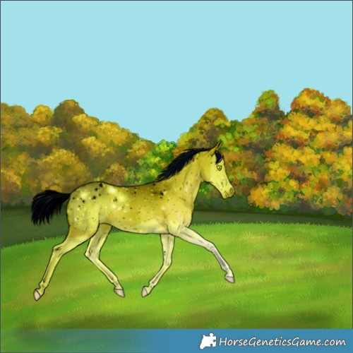 Horse Color:ERROR: UNKNOWN ANOMALY