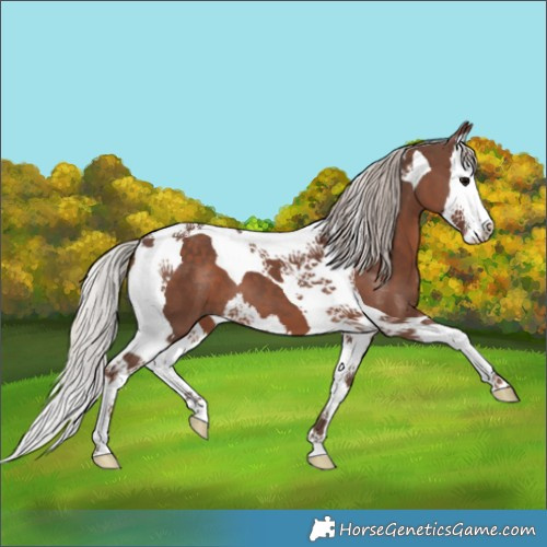 Horse Color:Silver Black Splash Tobiano 