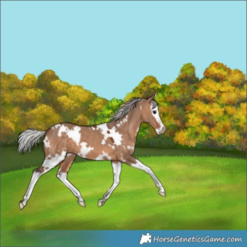 Horse Color:White Spotted Silver Brown Dun Splash 