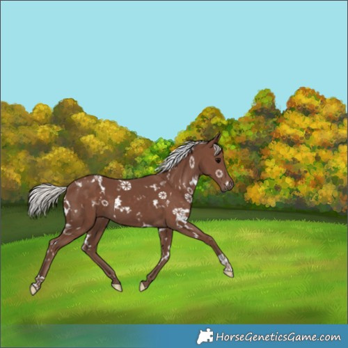 Horse Color:White Spotted Silver Black 