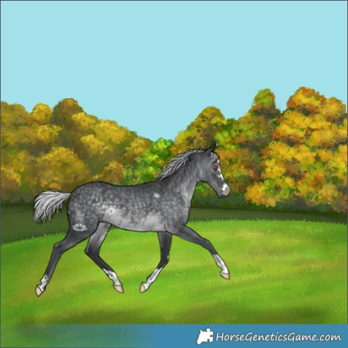 Horse Color:Silver Black Chinchilla 