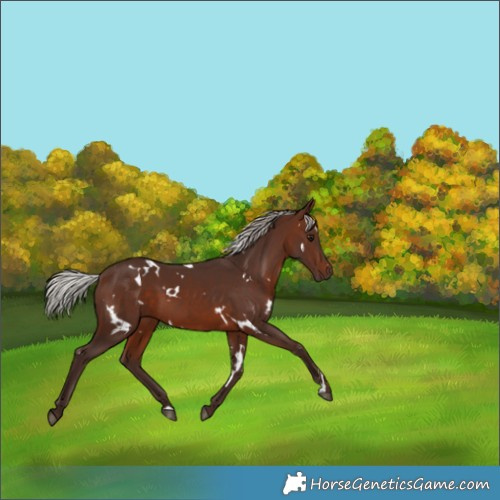 Horse Color:White Spotted Silver Brown 