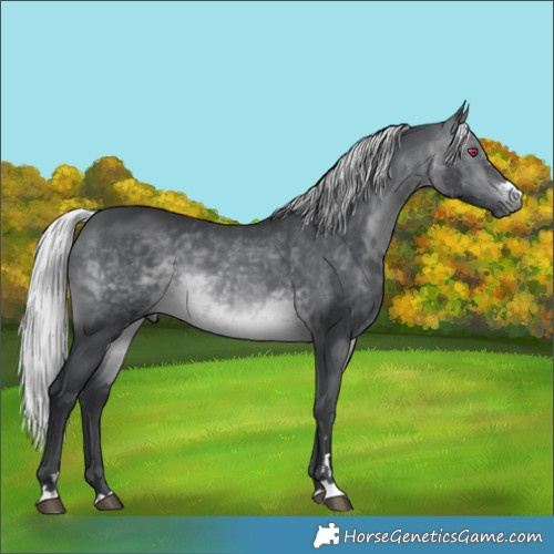 Horse Color:Silver Brown Chinchilla 