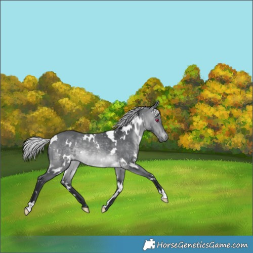 Horse Color:White Spotted Silver Brown Chinchilla 