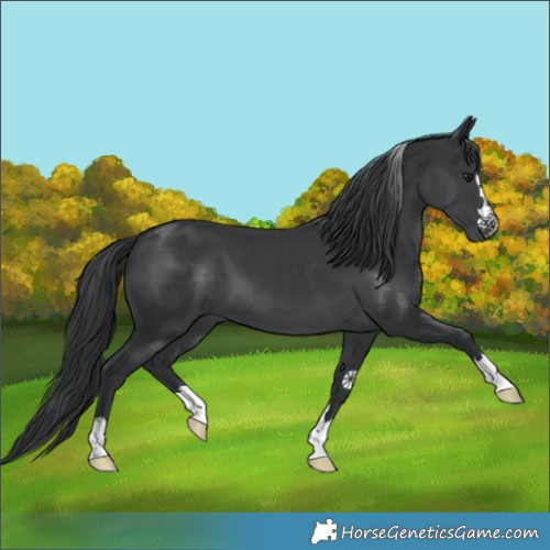 Horse Color:Black Chinchilla 