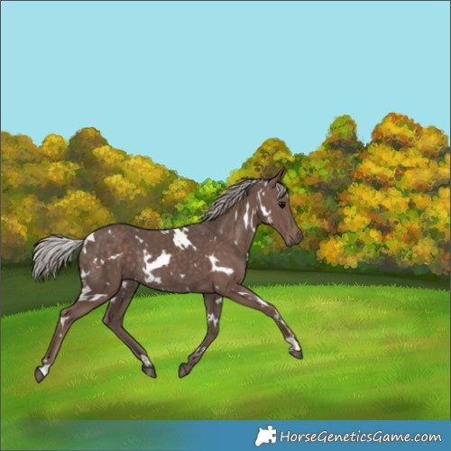 Horse Color:White Spotted Silver Black Rabicano 