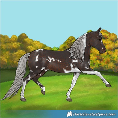 Horse Color:White Spotted Silver Brown Tobiano 