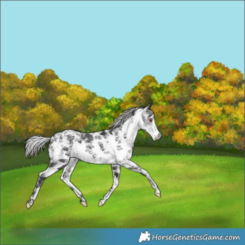 Horse Color:White Spotted Silver Smoky Black Chinchilla 