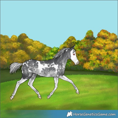 Horse Color:White Spotted Silver Black Chinchilla Splash 
