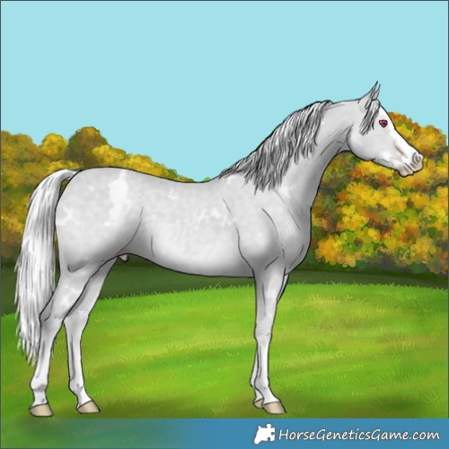 Horse Color:White Spotted Silver Classic Champagne Chinchilla Splash 