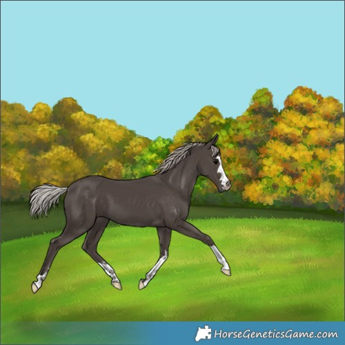 Horse Color:Silver Black 