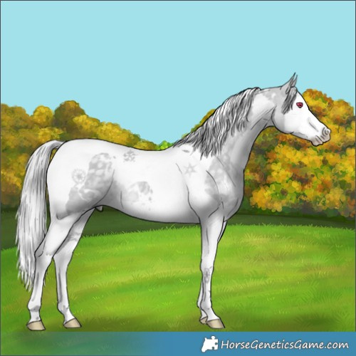 Horse Color:White Spotted Silver Grullo Chinchilla Splash Tobiano 
