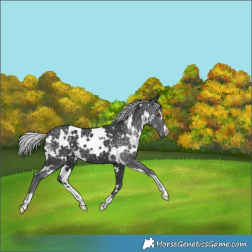 Horse Color:White Spotted Silver Black Chinchilla 