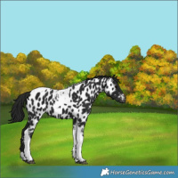 Horse Color:Gray Black Tobiano Appaloosa 