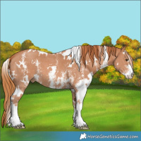 Horse Color:White Spotted Chestnut Sabino 