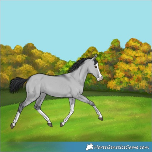 Horse Color:Grullo Chinchilla Splash 