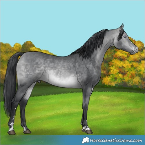 Horse Color:Bay Chinchilla 