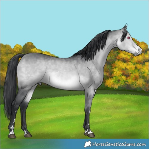 Horse Color:Bay Chinchilla 