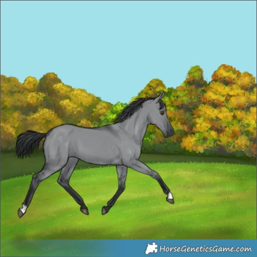 Horse Color:Grullo Chinchilla 