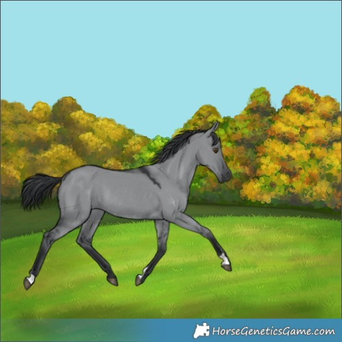 Horse Color:Grullo Chinchilla Rabicano 