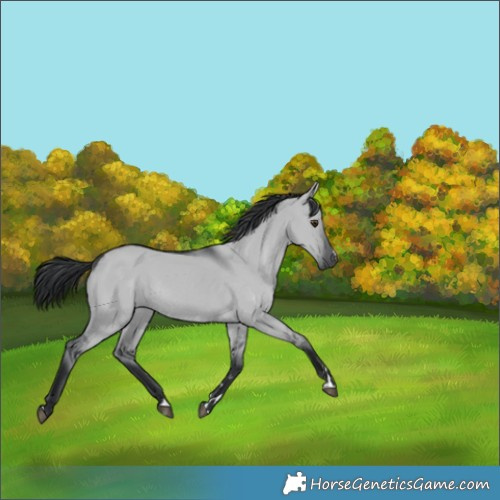 Horse Color:Grullo Chinchilla Rabicano 