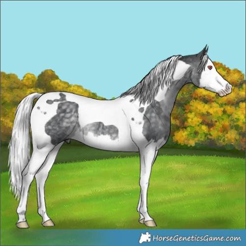 Horse Color:Silver Black Chinchilla Splash Tobiano 