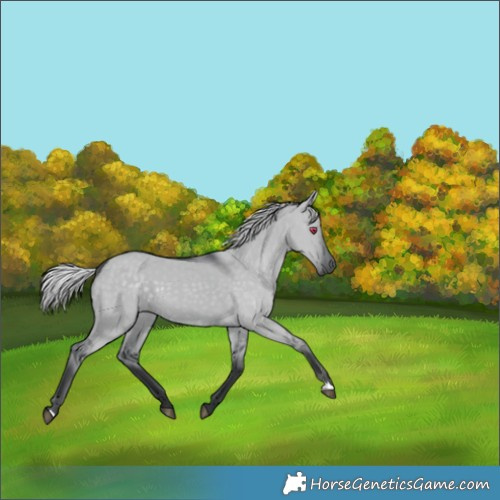 Horse Color:Silver Grullo Chinchilla 