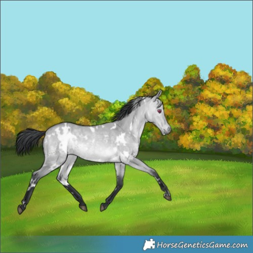 Horse Color:White Spotted Bay Chinchilla Dun 