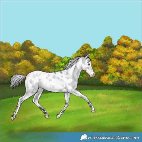 Horse Color:Silver Grullo Chinchilla Splash Tobiano 