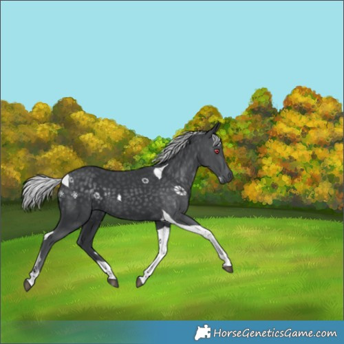 Horse Color:Silver Black Chinchilla Tobiano 