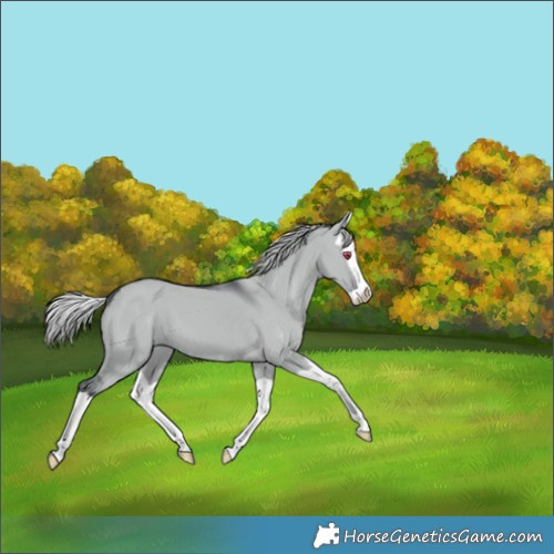 Horse Color:Silver Grullo Chinchilla Splash 