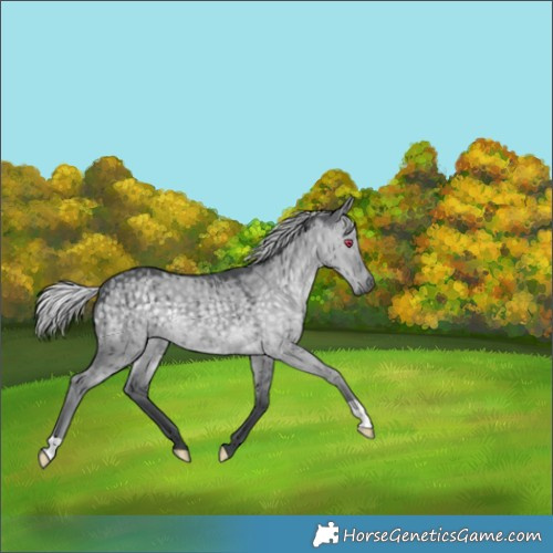 Horse Color:Silver Grullo Chinchilla Brindle 