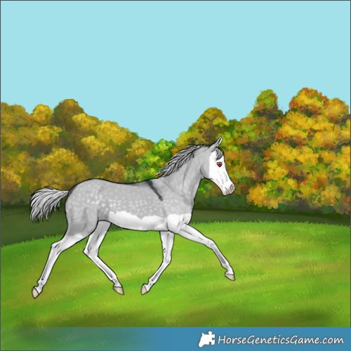 Horse Color:Silver Grullo Chinchilla Splash 